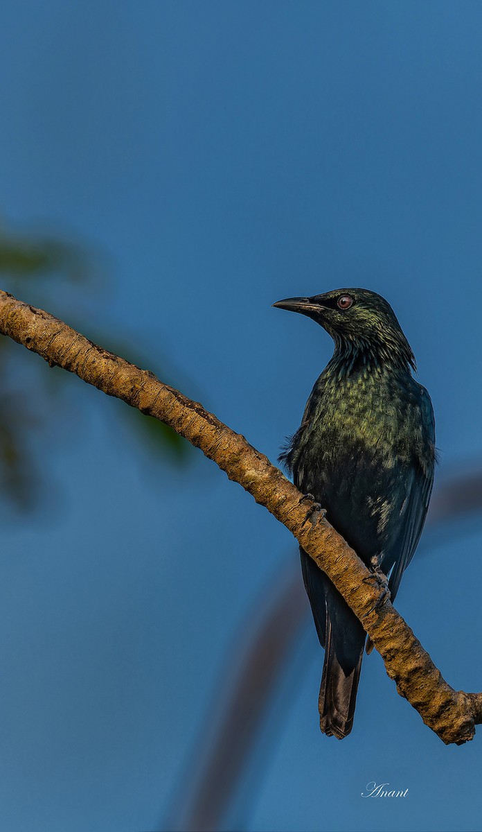 Malay Sığırcığı - ML646227844