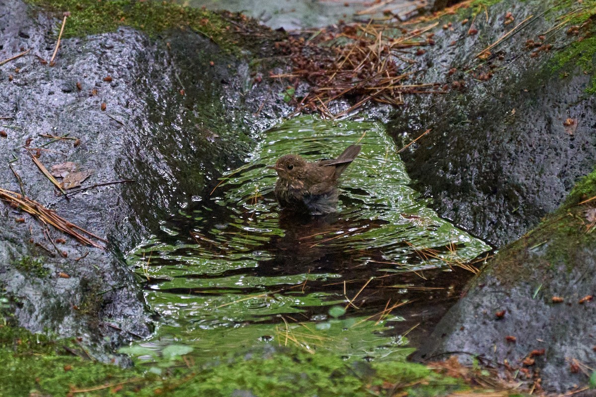 藍歌鴝 - ML646227845