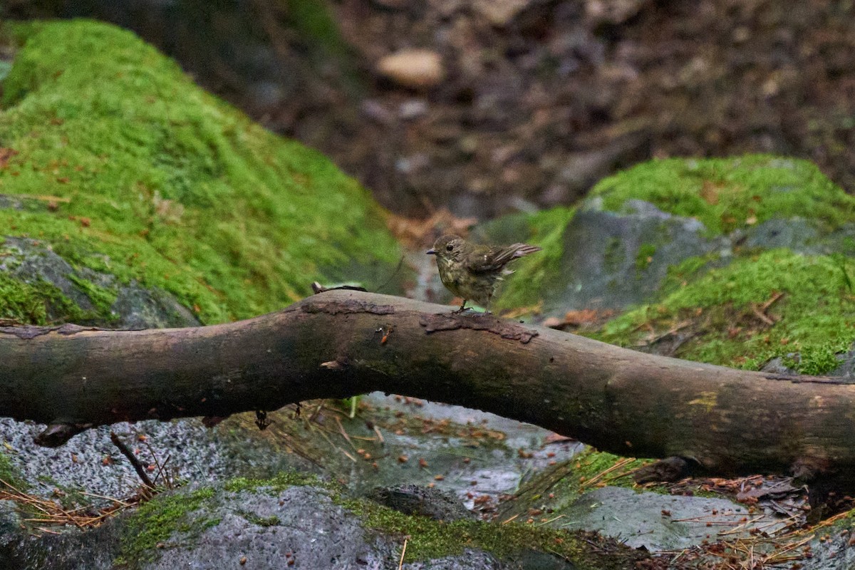 黃眉黃鶲 - ML646227846