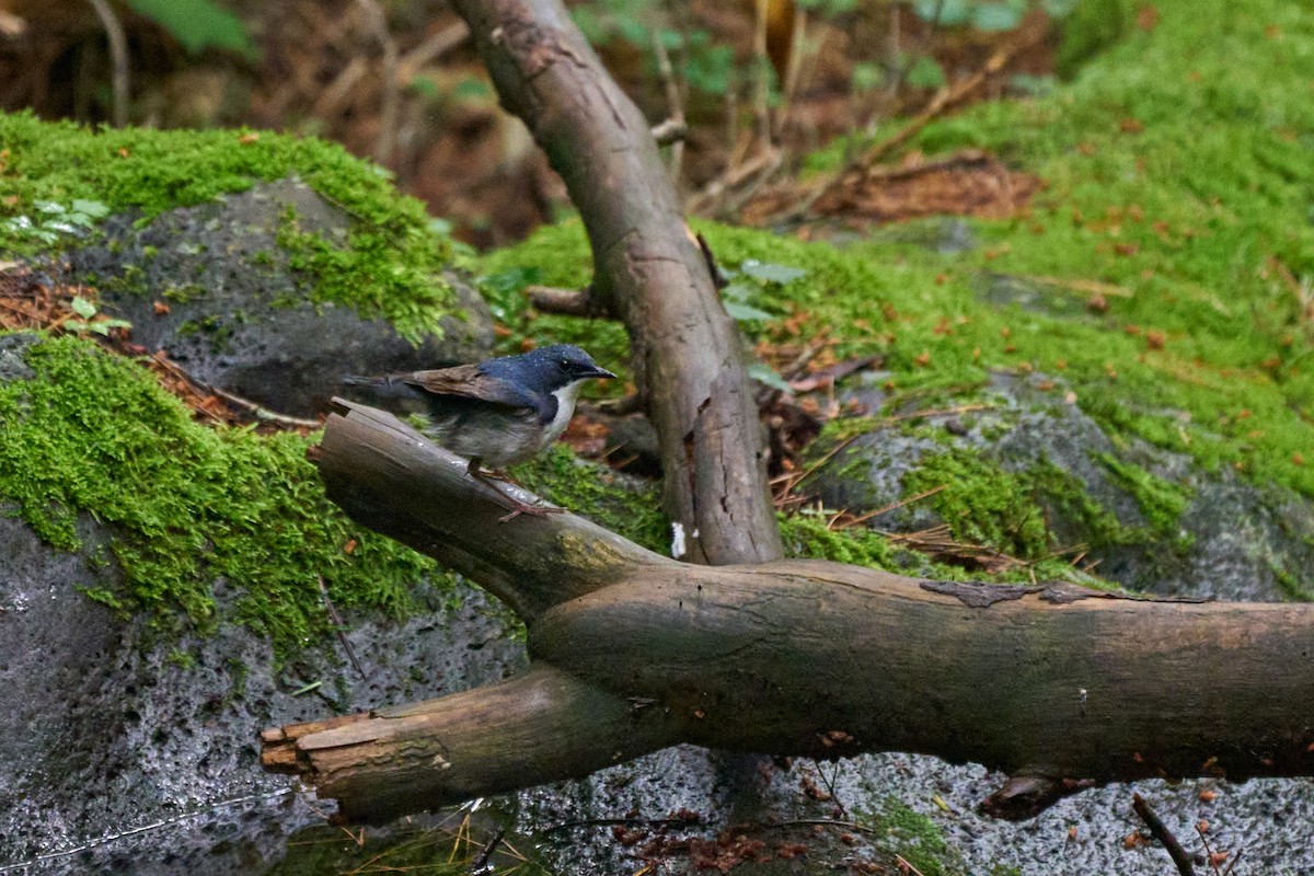 藍歌鴝 - ML646227847