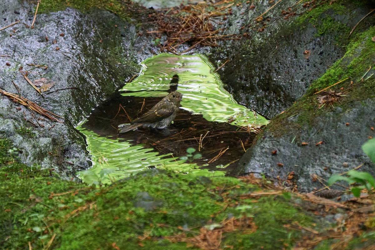 黃眉黃鶲 - ML646227848