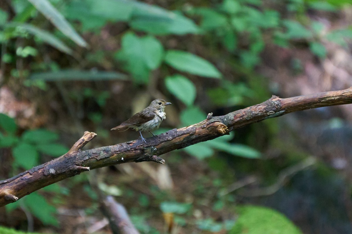 黃眉黃鶲 - ML646227849