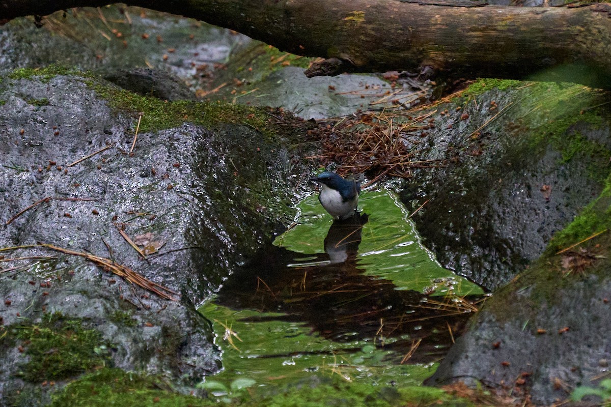 藍歌鴝 - ML646227850