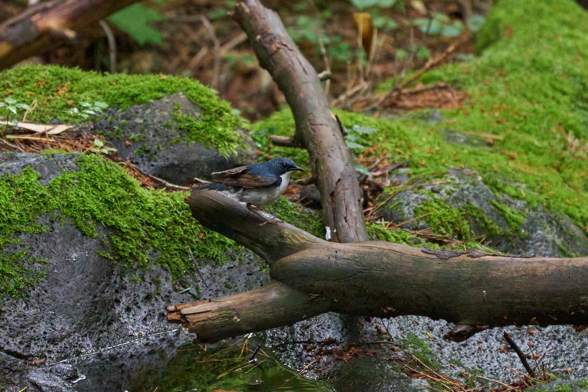 藍歌鴝 - ML646227851