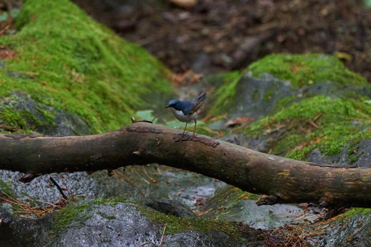 藍歌鴝 - ML646227852