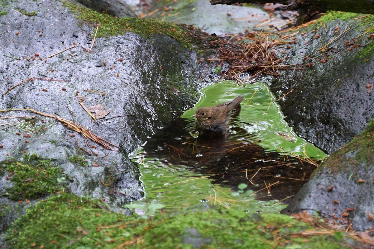 藍歌鴝 - ML646227853