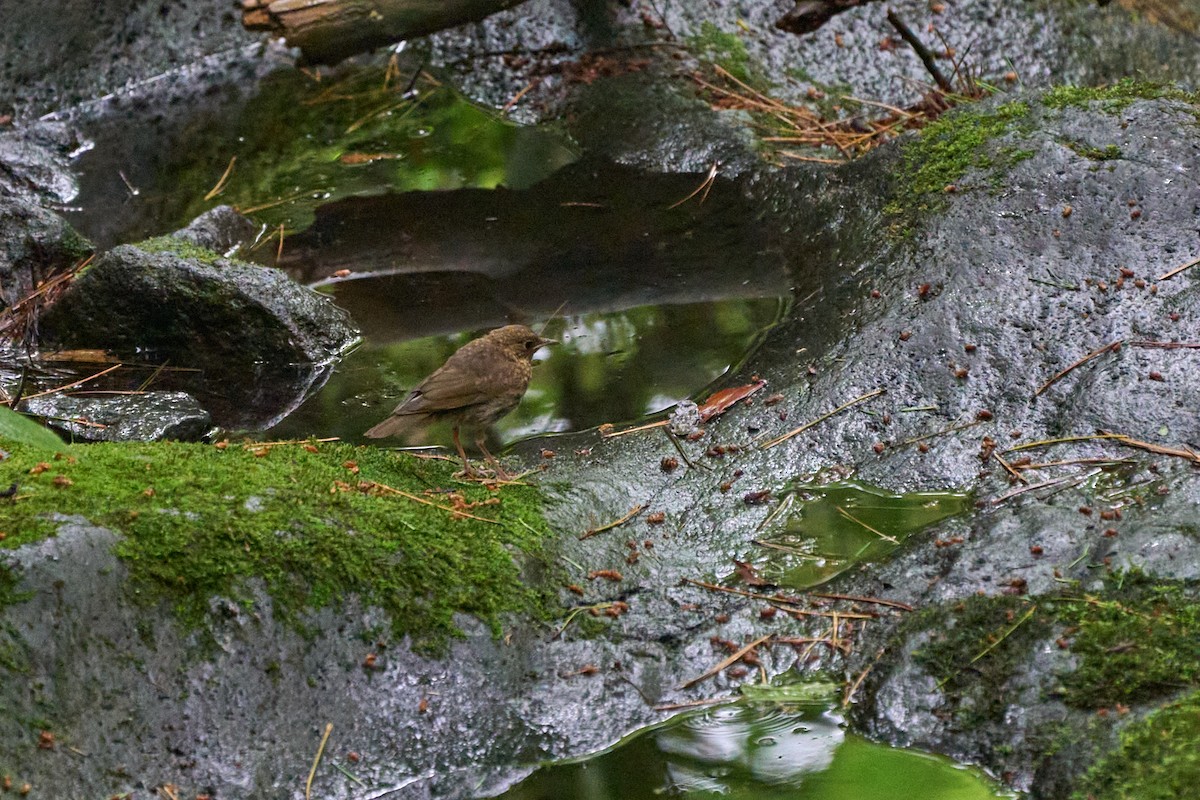 藍歌鴝 - ML646227854