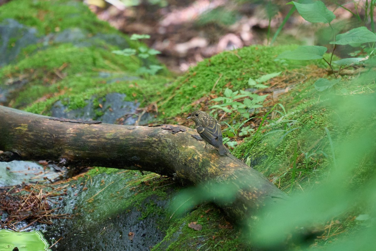 黃眉黃鶲 - ML646227855