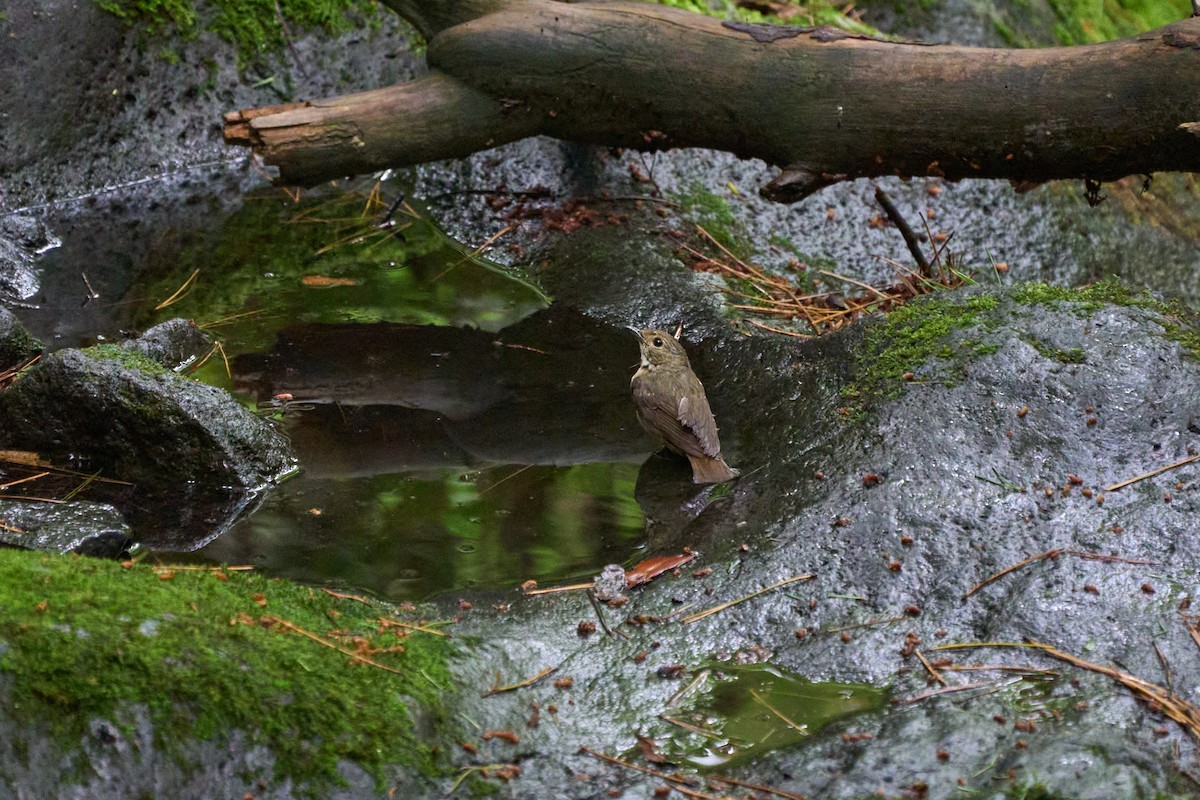 黃眉黃鶲 - ML646227856