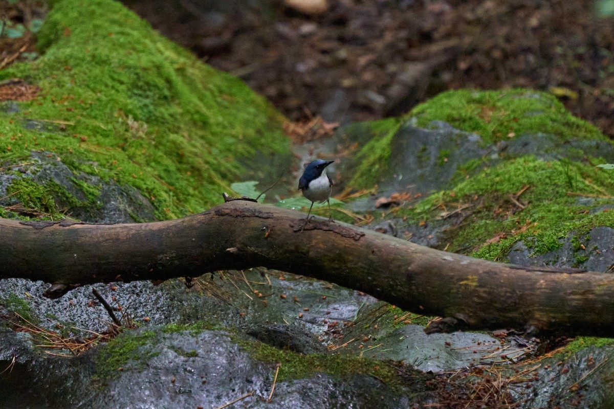 藍歌鴝 - ML646227857