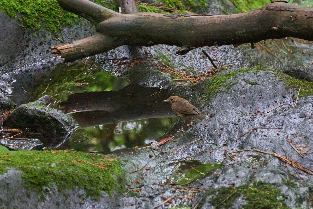 藍歌鴝 - ML646227858