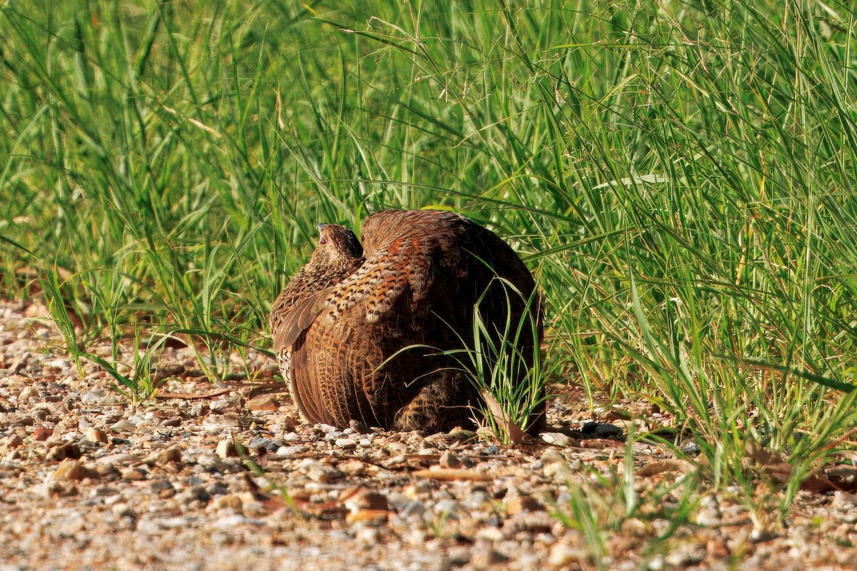 Brown Quail - ML646227860