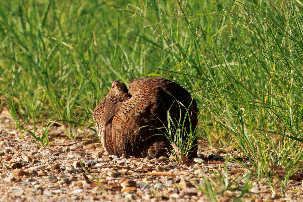 Brown Quail - ML646227864