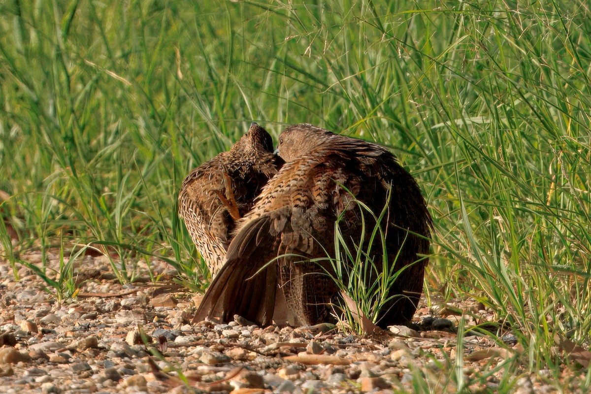 Brown Quail - ML646227866