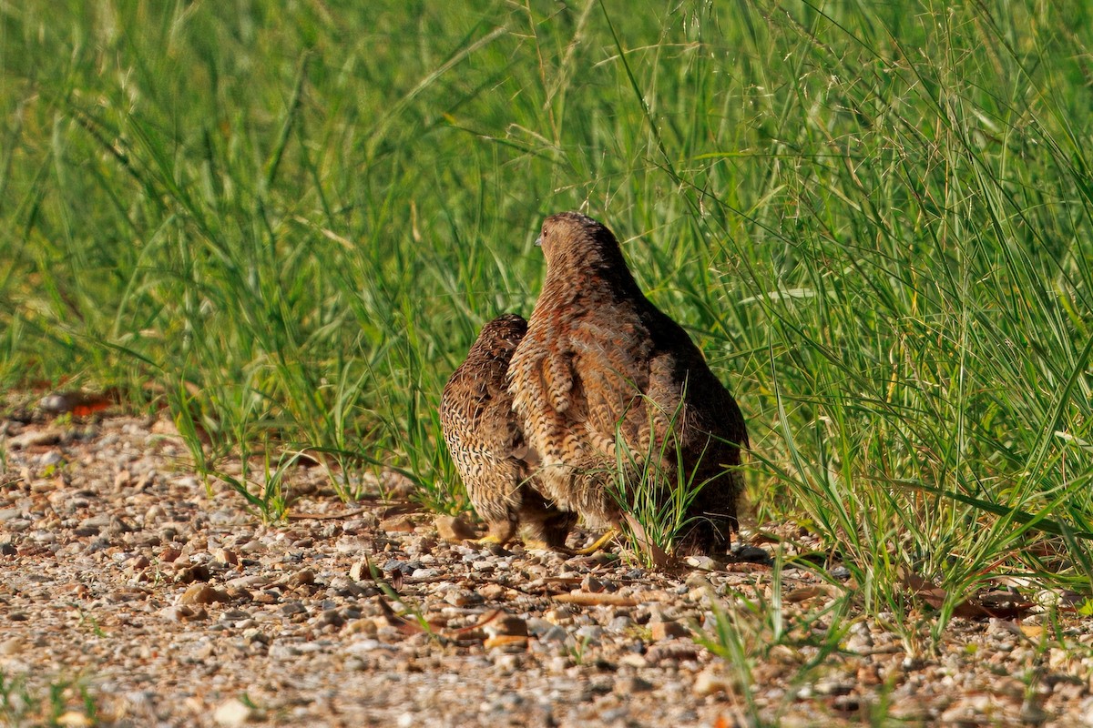 Brown Quail - ML646227869