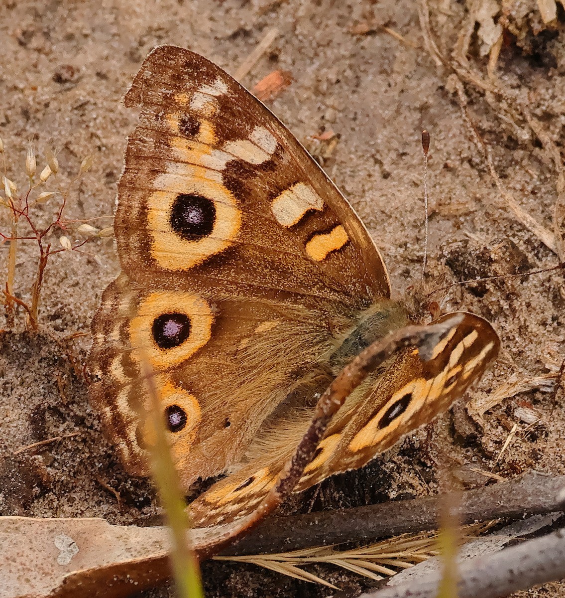 Animals - ML646227876