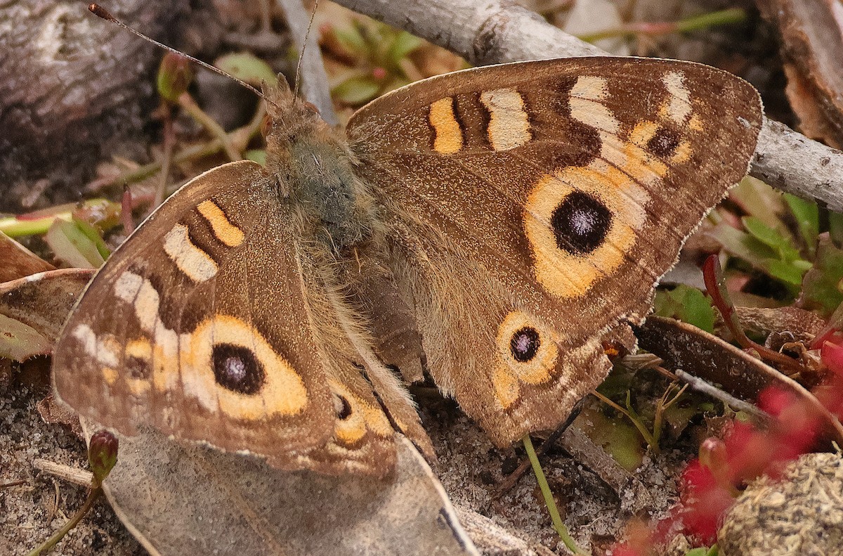 Animals - ML646227877