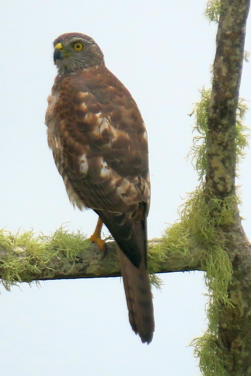 Brown Goshawk - ML646227878