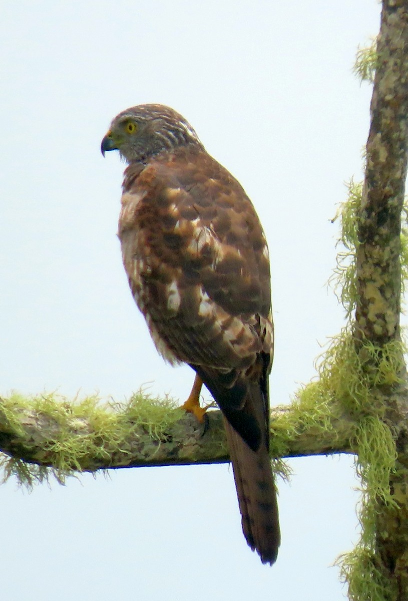 Brown Goshawk - ML646227879