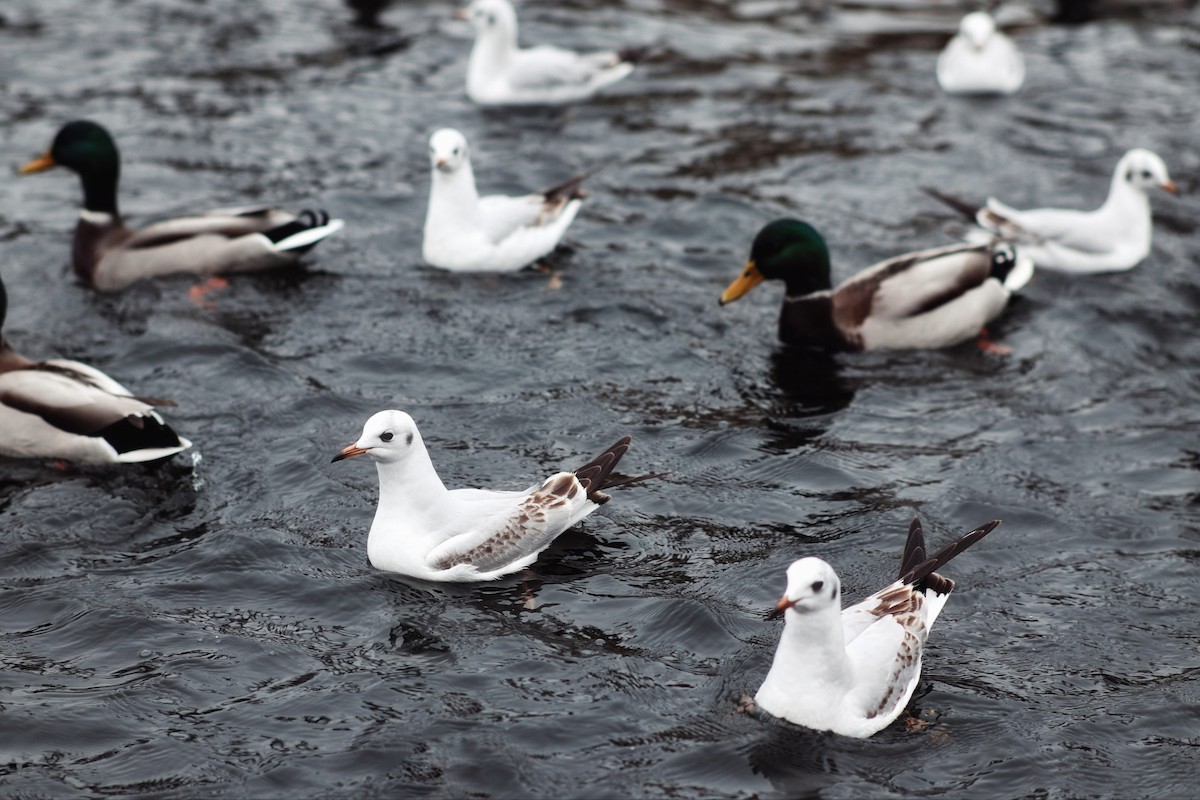 綠頭鴨 - ML646227885