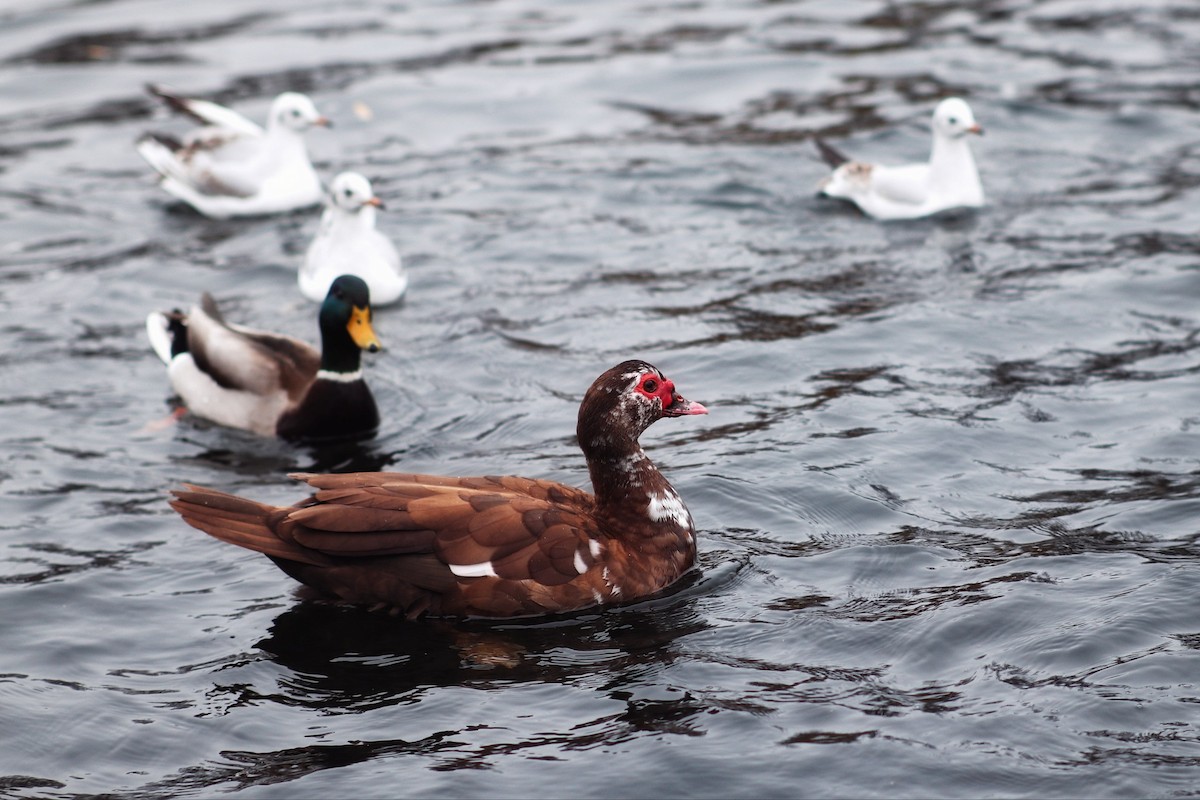 綠頭鴨 - ML646227886