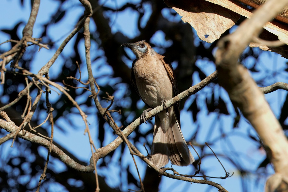 Little Friarbird - ML646227889