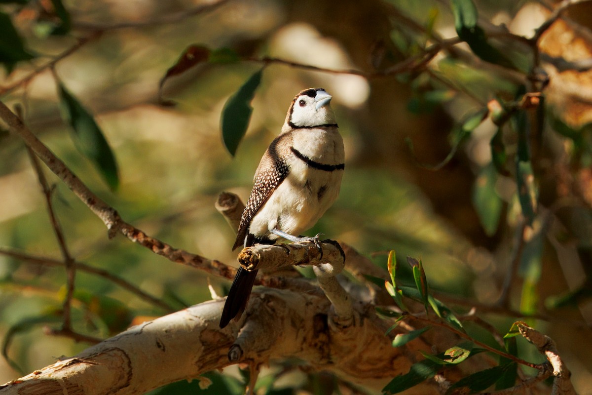 Double-barred Finch - ML646227893