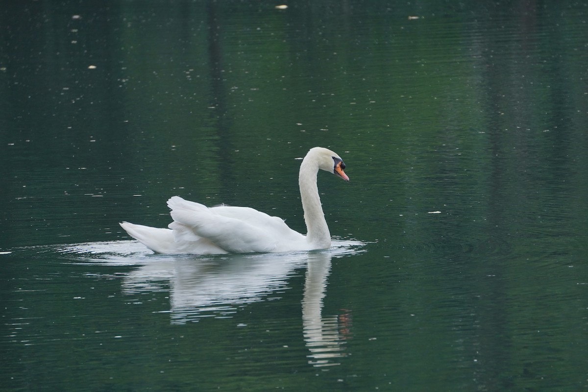 labuť velká - ML646227895