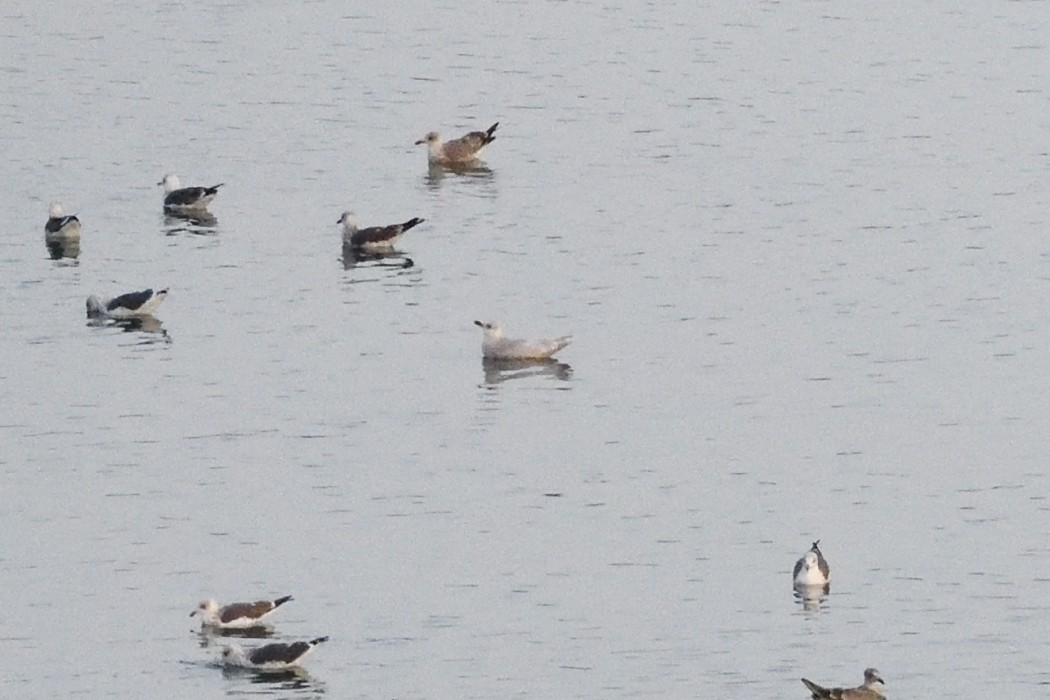 Iceland Gull - ML646227896