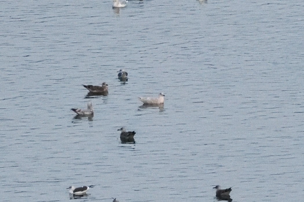 Iceland Gull - ML646227899