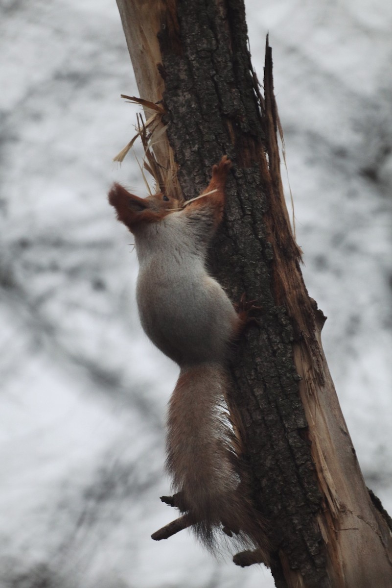 動物界 - ML646227901