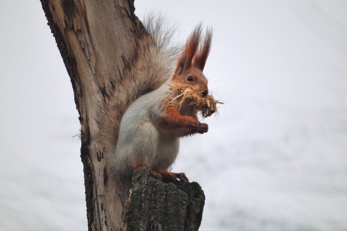 動物界 - ML646227902