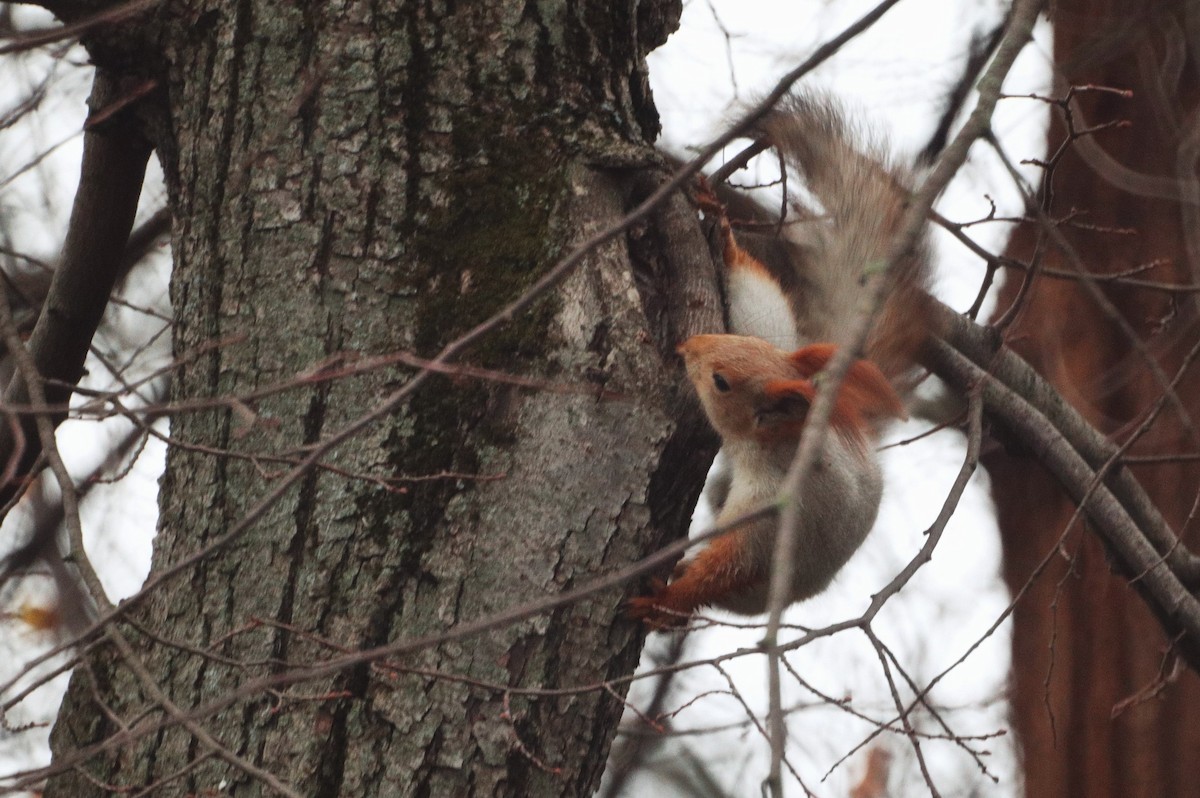 動物界 - ML646227903