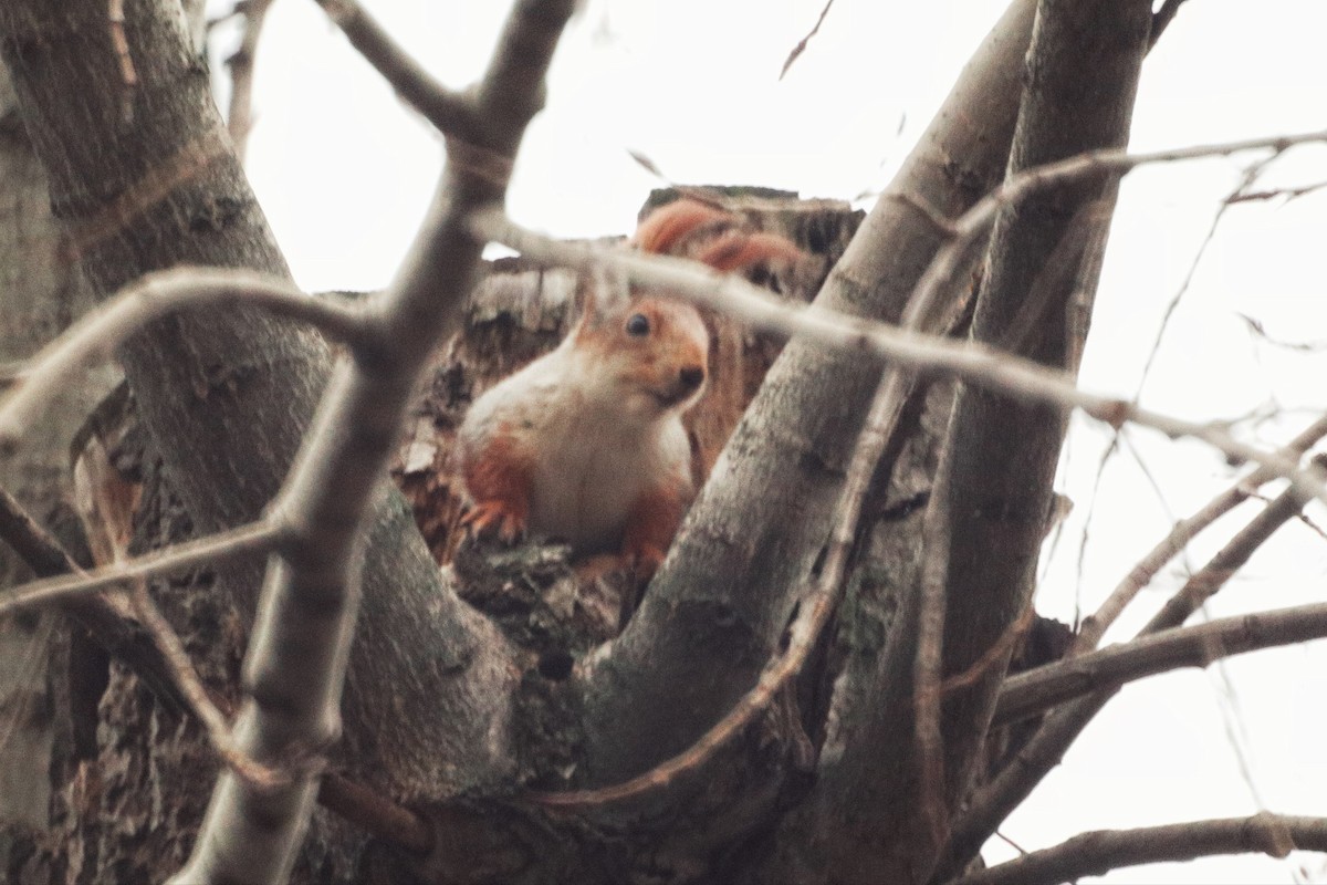 動物界 - ML646227904