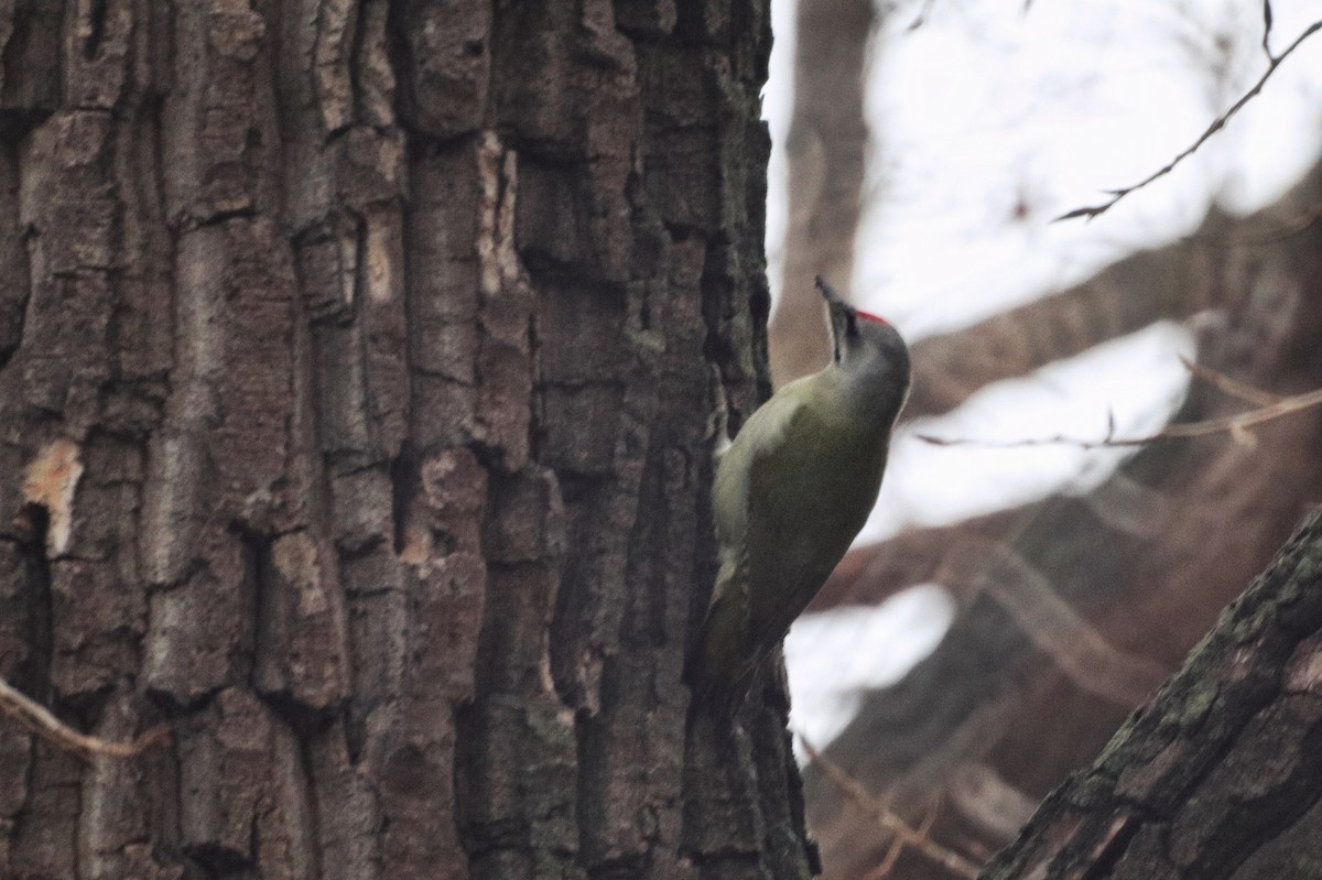 Pic cendré - ML646227905