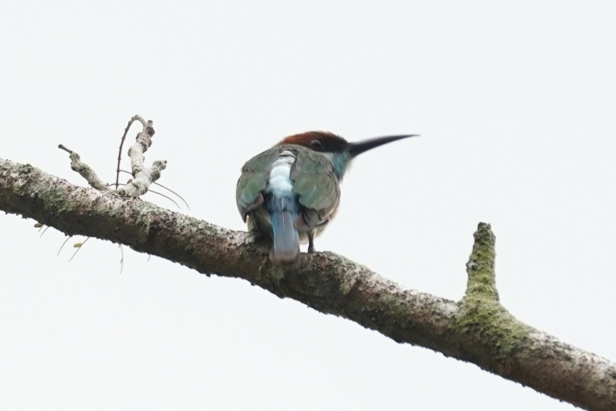 vlha modrohrdlá - ML646227906