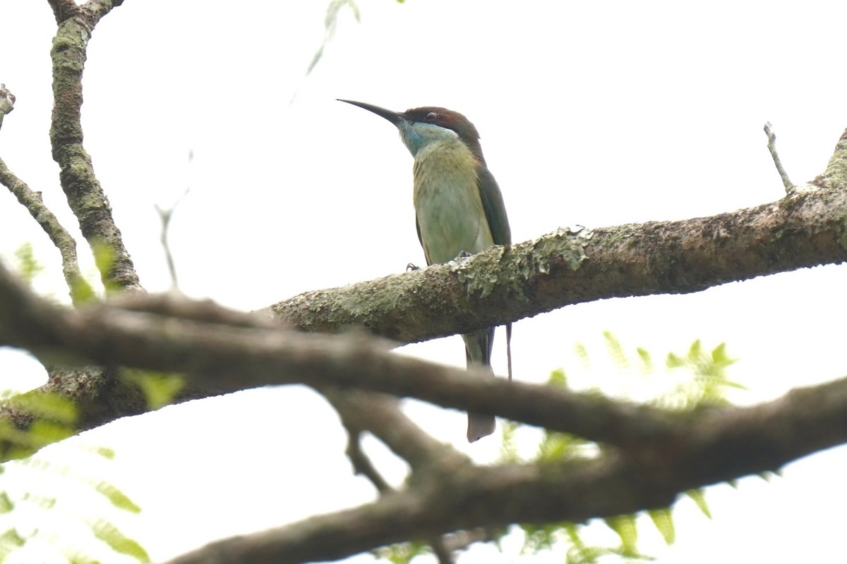 vlha modrohrdlá - ML646227907