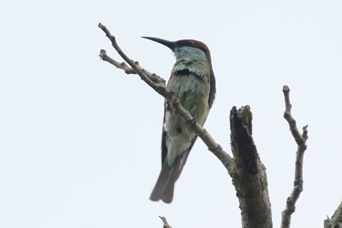 vlha modrohrdlá - ML646227909