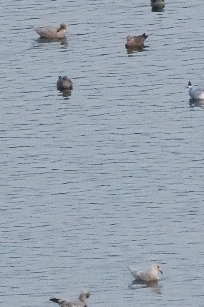 Iceland Gull - ML646227920