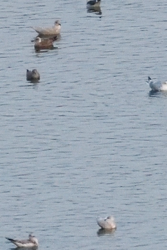 Iceland Gull - ML646227922