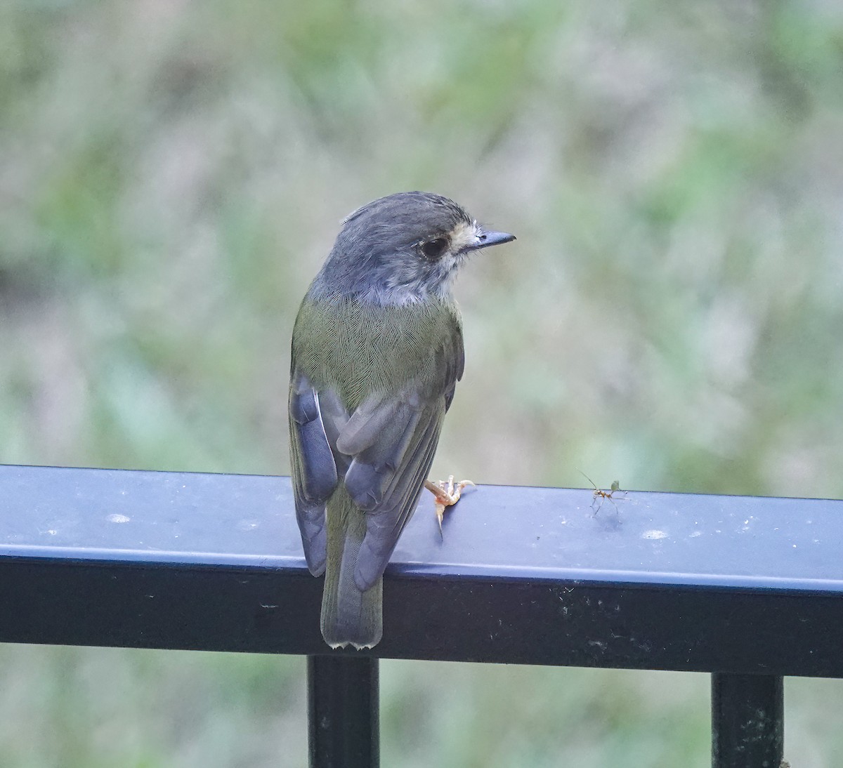 Pale-yellow Robin - ML646227923