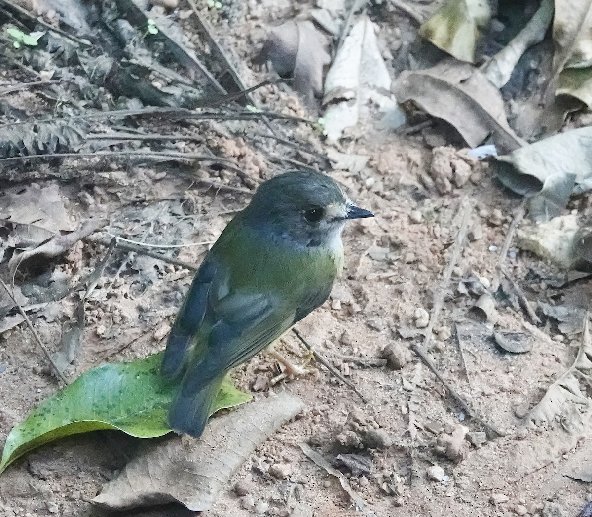 Pale-yellow Robin - ML646227924