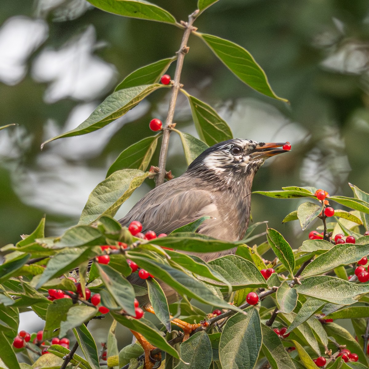 White-cheeked Starling - ML646227930