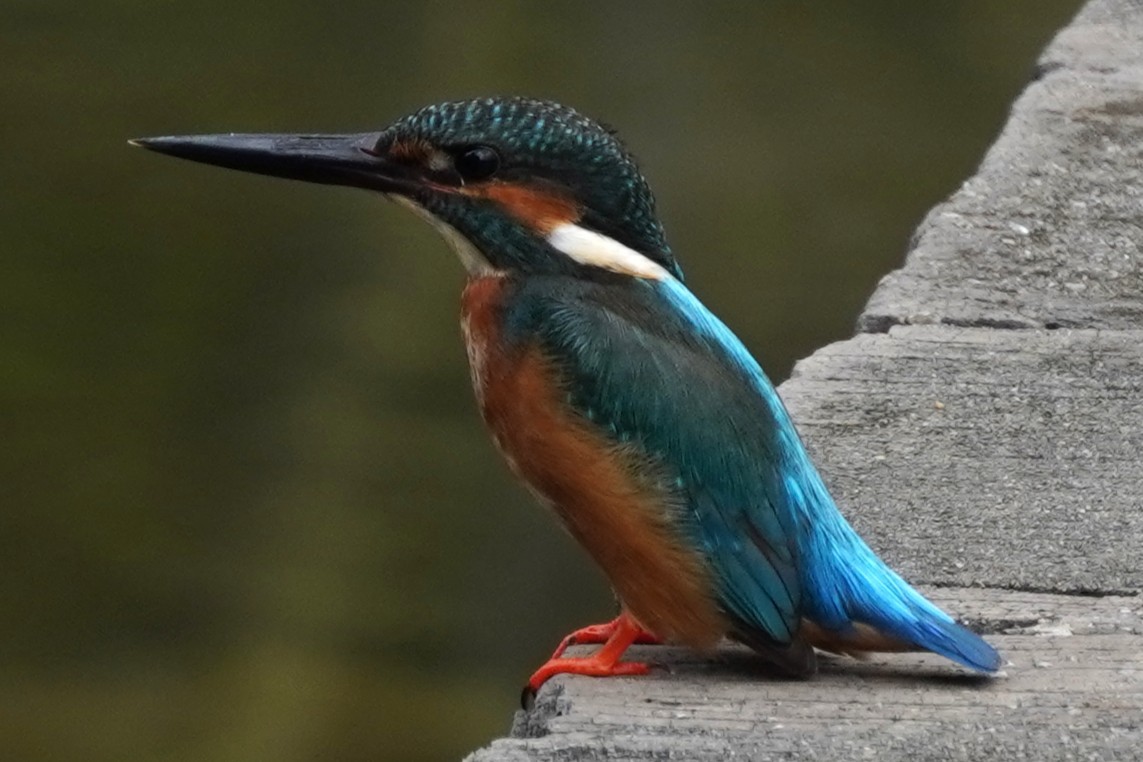 ledňáček říční - ML646227931