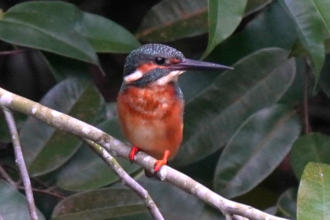 ledňáček říční - ML646227932