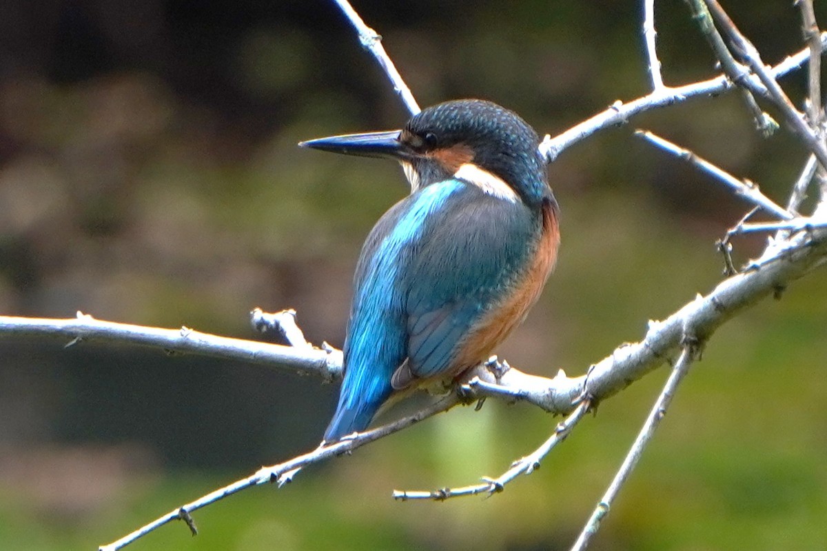 ledňáček říční - ML646227933