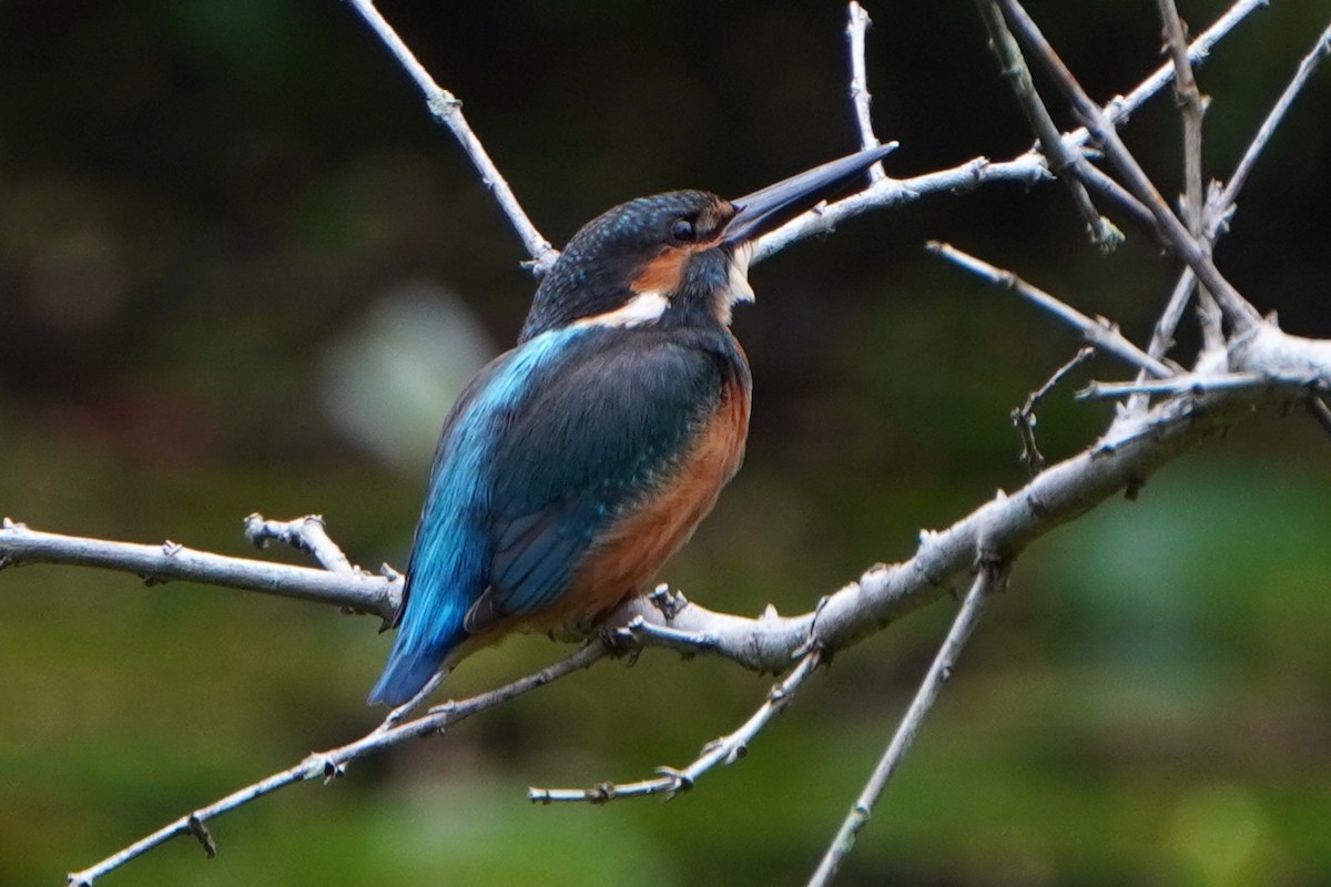 ledňáček říční - ML646227934