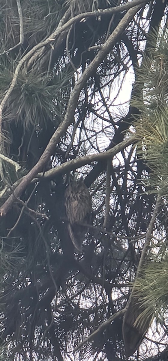 Соотон гуйванга - ML646227937