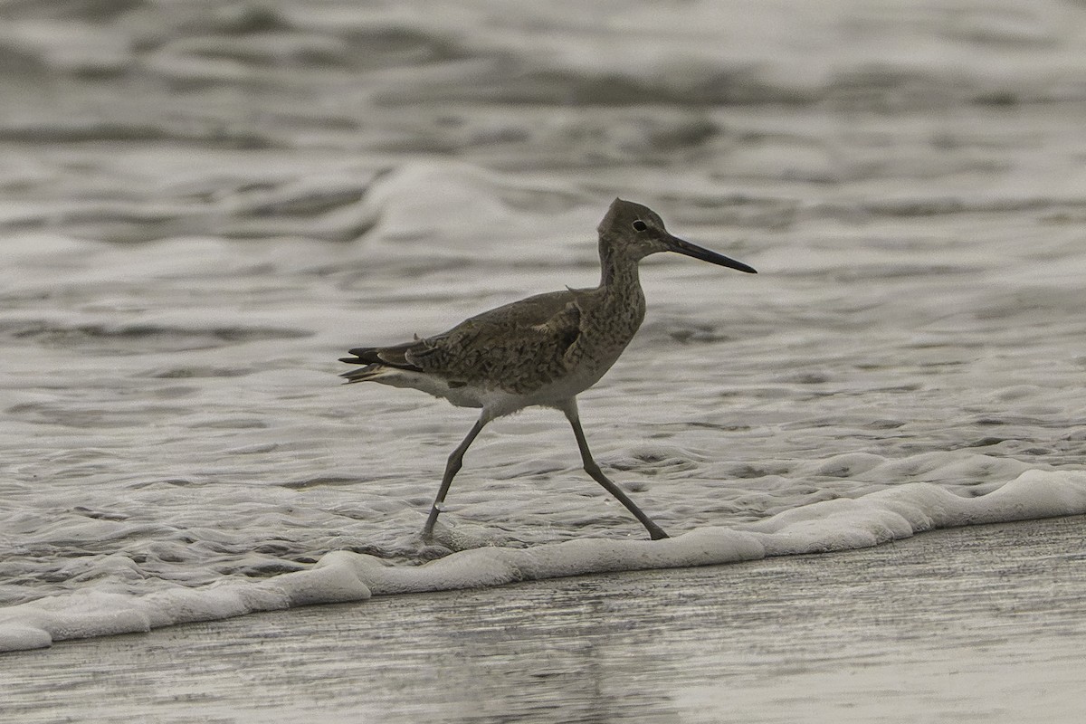 Willet - ML646227943
