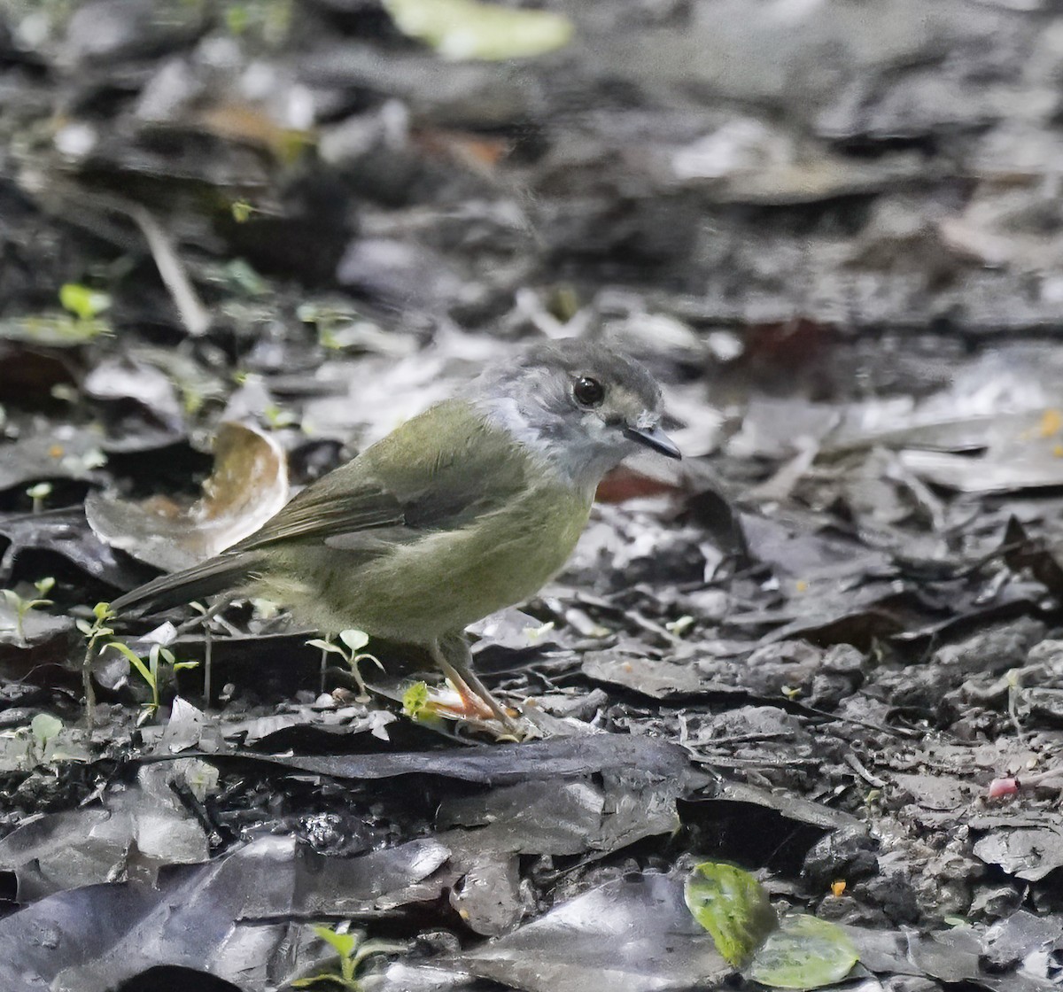 Pale-yellow Robin - ML646227944